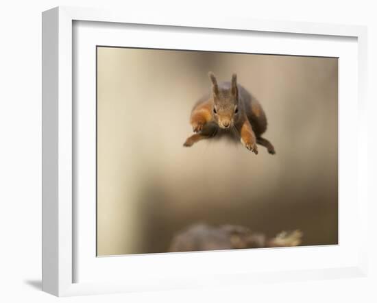 Red squirrel jumping towards camera. Scotland, UK-Paul Hobson-Framed Photographic Print