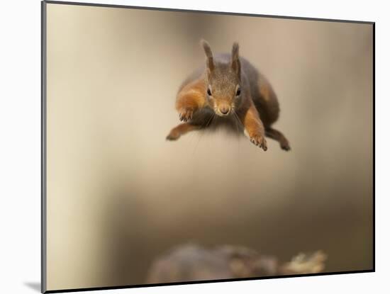 Red squirrel jumping towards camera. Scotland, UK-Paul Hobson-Mounted Photographic Print