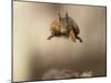 Red squirrel jumping towards camera. Scotland, UK-Paul Hobson-Mounted Photographic Print