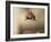 Red squirrel jumping towards camera. Scotland, UK-Paul Hobson-Framed Photographic Print