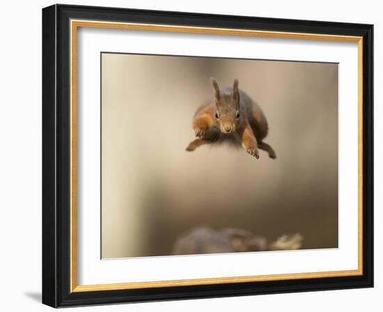 Red squirrel jumping towards camera. Scotland, UK-Paul Hobson-Framed Photographic Print