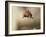 Red squirrel jumping towards camera. Scotland, UK-Paul Hobson-Framed Photographic Print