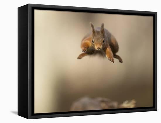 Red squirrel jumping towards camera. Scotland, UK-Paul Hobson-Framed Premier Image Canvas