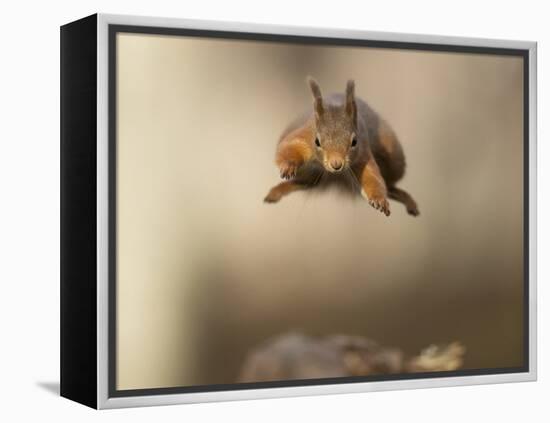 Red squirrel jumping towards camera. Scotland, UK-Paul Hobson-Framed Premier Image Canvas