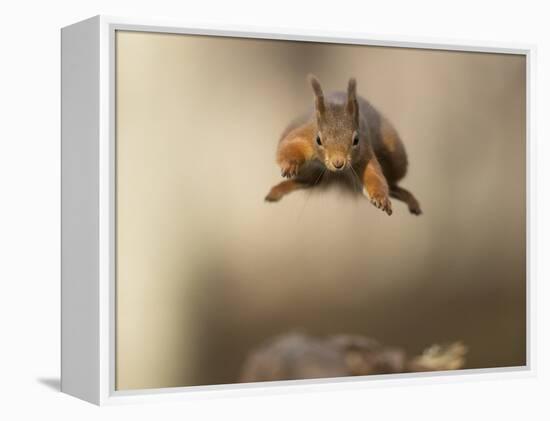 Red squirrel jumping towards camera. Scotland, UK-Paul Hobson-Framed Premier Image Canvas