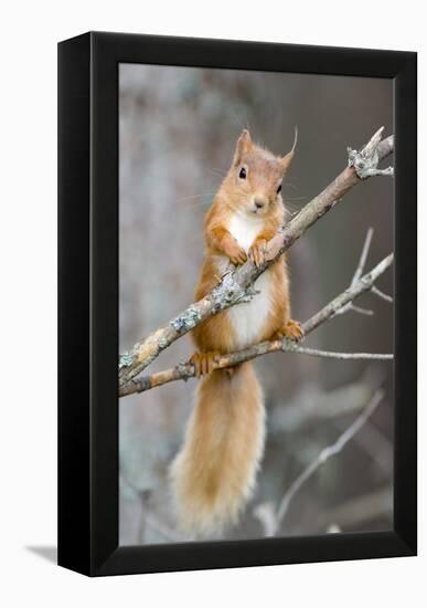 Red Squirrel on a Branch-Duncan Shaw-Framed Premier Image Canvas