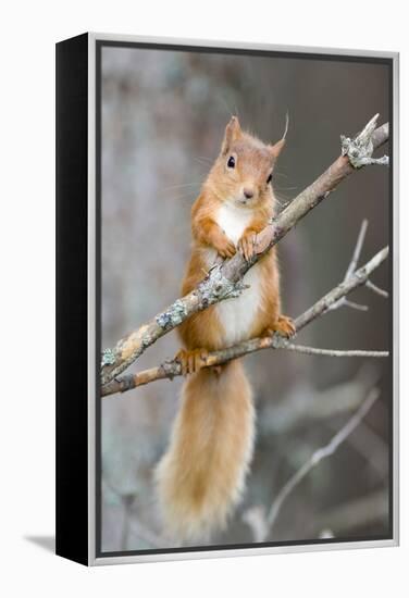 Red Squirrel on a Branch-Duncan Shaw-Framed Premier Image Canvas