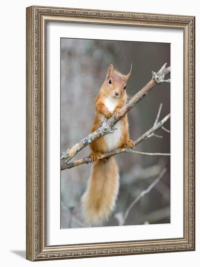 Red Squirrel on a Branch-Duncan Shaw-Framed Photographic Print