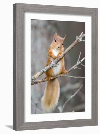 Red Squirrel on a Branch-Duncan Shaw-Framed Photographic Print