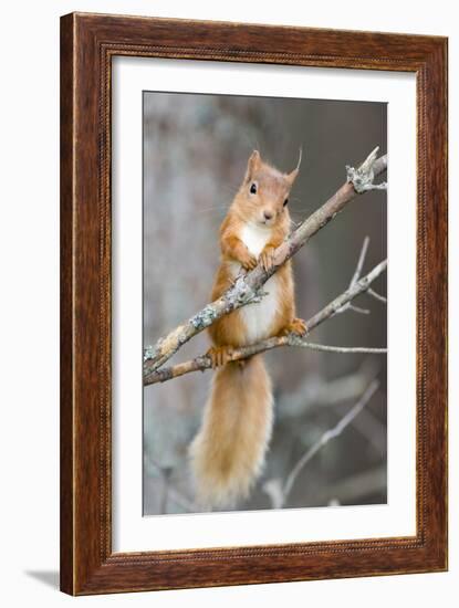 Red Squirrel on a Branch-Duncan Shaw-Framed Photographic Print