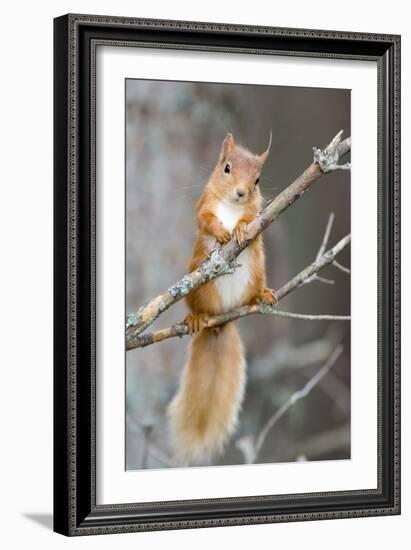 Red Squirrel on a Branch-Duncan Shaw-Framed Photographic Print