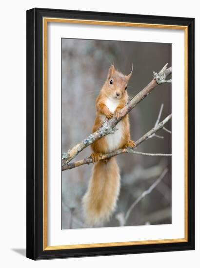 Red Squirrel on a Branch-Duncan Shaw-Framed Photographic Print