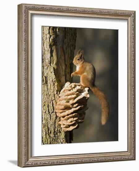 Red Squirrel on Bracket Fungus, Cairngorms, Scotland, UK-Andy Sands-Framed Photographic Print