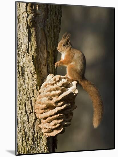 Red Squirrel on Bracket Fungus, Cairngorms, Scotland, UK-Andy Sands-Mounted Photographic Print