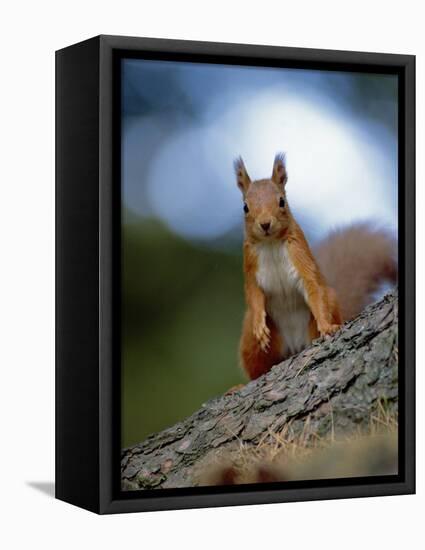 Red Squirrel on Tree Trunk, Scotland-Niall Benvie-Framed Premier Image Canvas