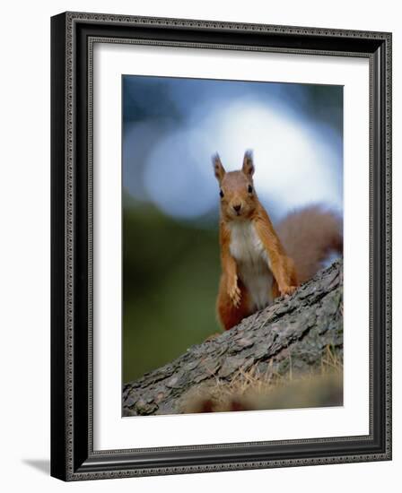 Red Squirrel on Tree Trunk, Scotland-Niall Benvie-Framed Photographic Print