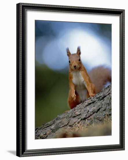 Red Squirrel on Tree Trunk, Scotland-Niall Benvie-Framed Photographic Print