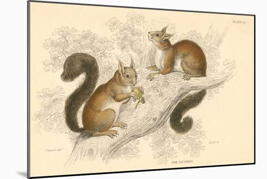 Red Squirrel (Sciurus Vulgari), Tree-Living Rodent Native to Europe and Asia, 1828-null-Mounted Giclee Print