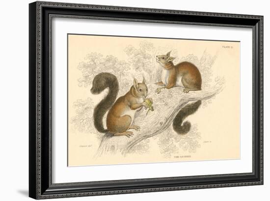 Red Squirrel (Sciurus Vulgari), Tree-Living Rodent Native to Europe and Asia, 1828-null-Framed Giclee Print