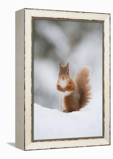 Red Squirrel (Sciurus Vulgaris) Adult in Snow, Cairngorms National Park, Scotland, February-Mark Hamblin-Framed Premier Image Canvas