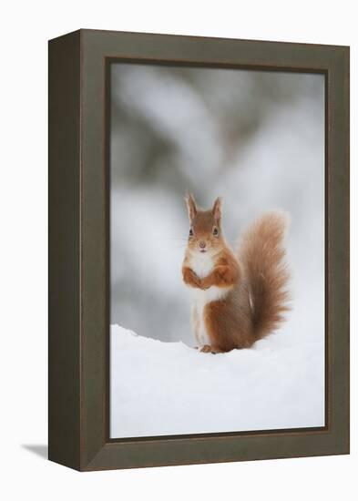 Red Squirrel (Sciurus Vulgaris) Adult in Snow, Cairngorms National Park, Scotland, February-Mark Hamblin-Framed Premier Image Canvas
