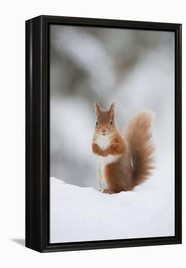 Red Squirrel (Sciurus Vulgaris) Adult in Snow, Cairngorms National Park, Scotland, February-Mark Hamblin-Framed Premier Image Canvas