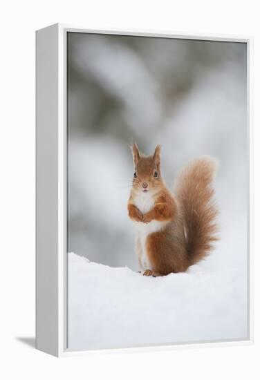 Red Squirrel (Sciurus Vulgaris) Adult in Snow, Cairngorms National Park, Scotland, February-Mark Hamblin-Framed Premier Image Canvas