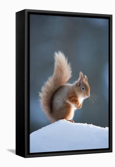 Red Squirrel (Sciurus Vulgaris) Adult in Snow, Cairngorms National Park, Scotland, February-Mark Hamblin-Framed Premier Image Canvas