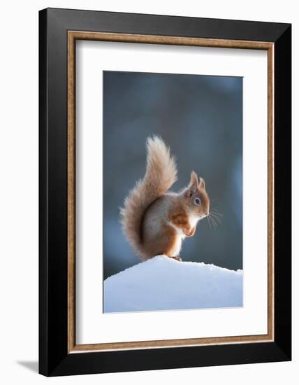 Red Squirrel (Sciurus Vulgaris) Adult in Snow, Cairngorms National Park, Scotland, February-Mark Hamblin-Framed Photographic Print