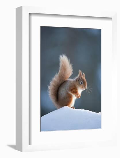 Red Squirrel (Sciurus Vulgaris) Adult in Snow, Cairngorms National Park, Scotland, February-Mark Hamblin-Framed Photographic Print