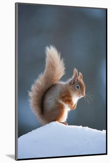 Red Squirrel (Sciurus Vulgaris) Adult in Snow, Cairngorms National Park, Scotland, February-Mark Hamblin-Mounted Photographic Print