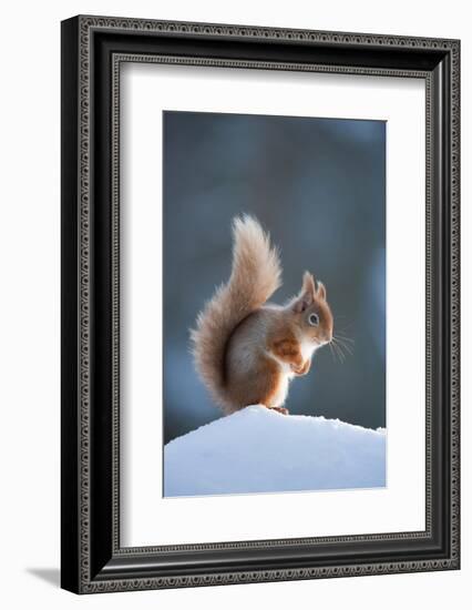 Red Squirrel (Sciurus Vulgaris) Adult in Snow, Cairngorms National Park, Scotland, February-Mark Hamblin-Framed Photographic Print