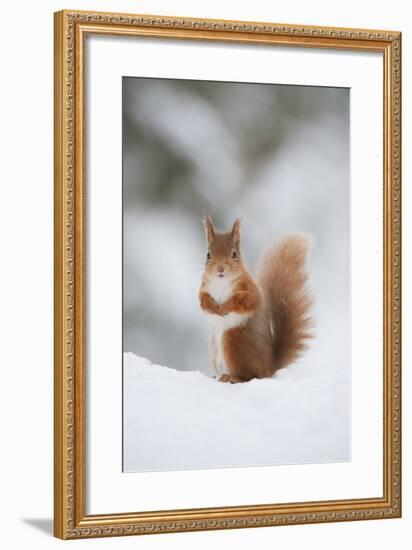 Red Squirrel (Sciurus Vulgaris) Adult in Snow, Cairngorms National Park, Scotland, February-Mark Hamblin-Framed Photographic Print