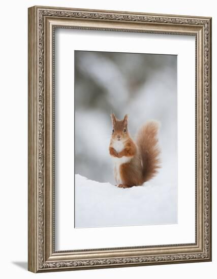 Red Squirrel (Sciurus Vulgaris) Adult in Snow, Cairngorms National Park, Scotland, February-Mark Hamblin-Framed Photographic Print