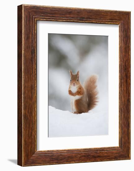 Red Squirrel (Sciurus Vulgaris) Adult in Snow, Cairngorms National Park, Scotland, February-Mark Hamblin-Framed Photographic Print