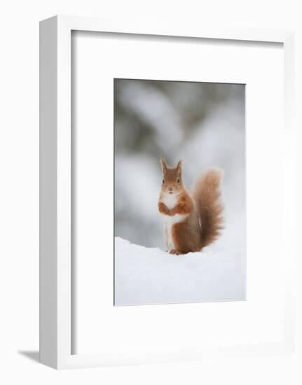 Red Squirrel (Sciurus Vulgaris) Adult in Snow, Cairngorms National Park, Scotland, February-Mark Hamblin-Framed Photographic Print