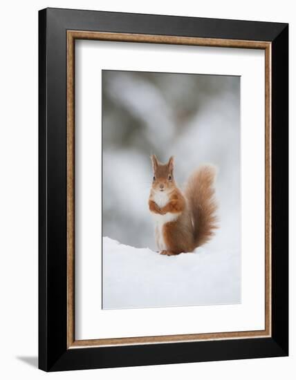 Red Squirrel (Sciurus Vulgaris) Adult in Snow, Cairngorms National Park, Scotland, February-Mark Hamblin-Framed Photographic Print