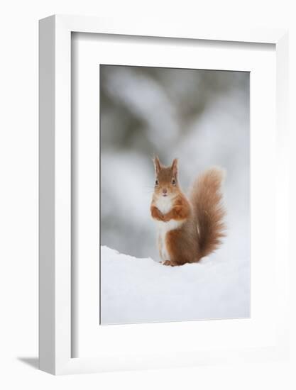 Red Squirrel (Sciurus Vulgaris) Adult in Snow, Cairngorms National Park, Scotland, February-Mark Hamblin-Framed Photographic Print