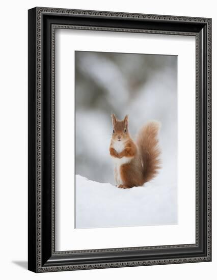 Red Squirrel (Sciurus Vulgaris) Adult in Snow, Cairngorms National Park, Scotland, February-Mark Hamblin-Framed Photographic Print