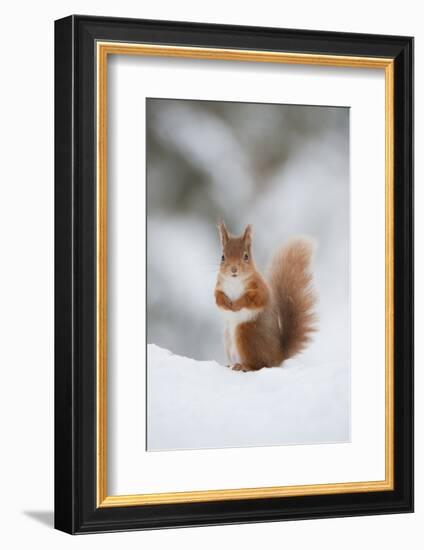 Red Squirrel (Sciurus Vulgaris) Adult in Snow, Cairngorms National Park, Scotland, February-Mark Hamblin-Framed Photographic Print