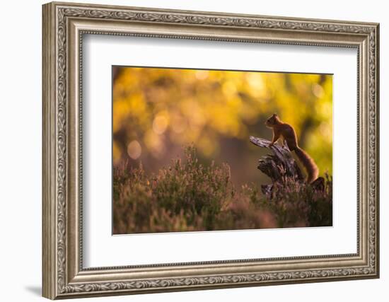 Red squirrel (Sciurus vulgaris) and autumnal colours, Cairngorms National Park, Scotland, United Ki-Kevin Morgans-Framed Photographic Print