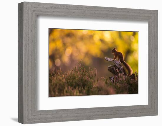 Red squirrel (Sciurus vulgaris) and autumnal colours, Cairngorms National Park, Scotland, United Ki-Kevin Morgans-Framed Photographic Print