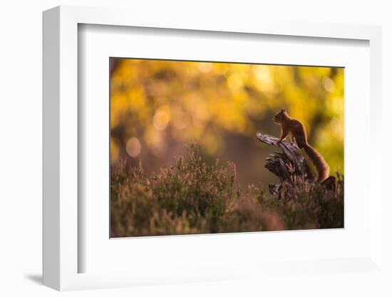 Red squirrel (Sciurus vulgaris) and autumnal colours, Cairngorms National Park, Scotland, United Ki-Kevin Morgans-Framed Photographic Print