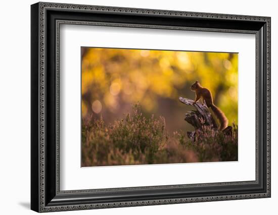 Red squirrel (Sciurus vulgaris) and autumnal colours, Cairngorms National Park, Scotland, United Ki-Kevin Morgans-Framed Photographic Print