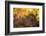 Red squirrel (Sciurus vulgaris) and autumnal colours, Cairngorms National Park, Scotland, United Ki-Kevin Morgans-Framed Photographic Print