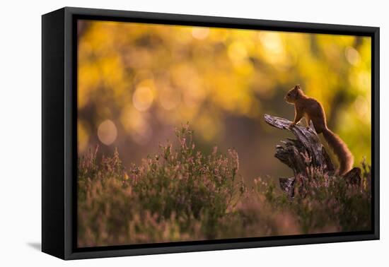 Red squirrel (Sciurus vulgaris) and autumnal colours, Cairngorms National Park, Scotland, United Ki-Kevin Morgans-Framed Premier Image Canvas