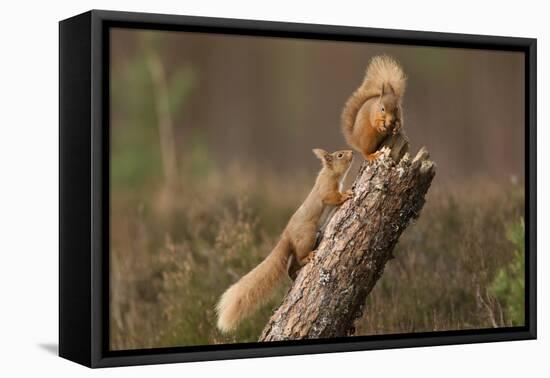 Red Squirrel (Sciurus Vulgaris) Approaching Another as it Eats a Nut, Cairngorms Np, Scotland-Peter Cairns-Framed Premier Image Canvas