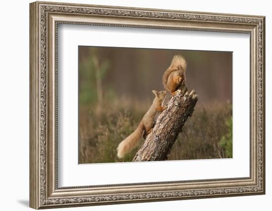 Red Squirrel (Sciurus Vulgaris) Approaching Another as it Eats a Nut, Cairngorms Np, Scotland-Peter Cairns-Framed Photographic Print