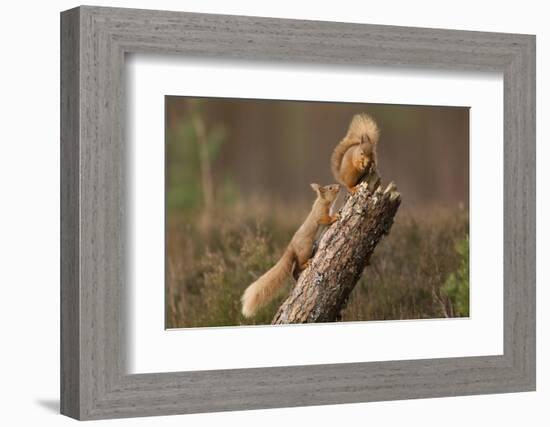 Red Squirrel (Sciurus Vulgaris) Approaching Another as it Eats a Nut, Cairngorms Np, Scotland-Peter Cairns-Framed Photographic Print