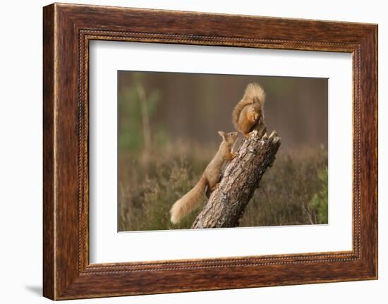 Red Squirrel (Sciurus Vulgaris) Approaching Another as it Eats a Nut, Cairngorms Np, Scotland-Peter Cairns-Framed Photographic Print